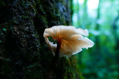 Close-up of tree trunk