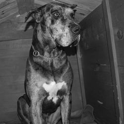 Close-up portrait of dog sitting