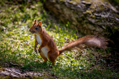 Close-up of squirrel on grass