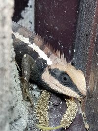 Close-up of squirrel