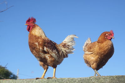 View of rooster against clear blue sky