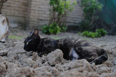 Black dog resting on a land