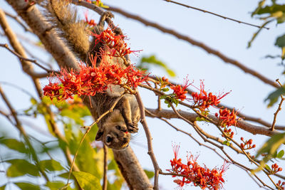 Low angle view of butterfly on flower tree