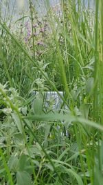 High angle view of grass growing on field