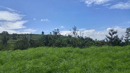 Scenic view of grassy field against cloudy sky