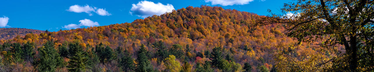 Low angle view of trees against sky during autumn