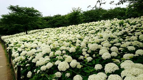 Close-up of white flowers blooming in field