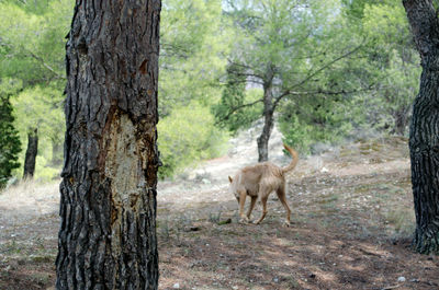 Deer on tree trunk in forest