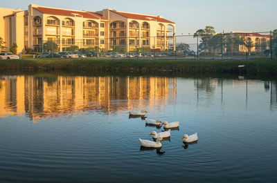 Ducks swimming in lake