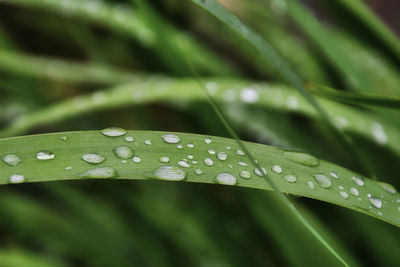 Close-up of raindrops on leaves