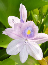 Close-up of purple flowering plant