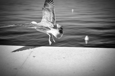 Seagull flying over sea