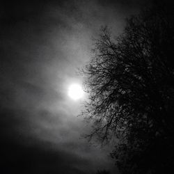 Low angle view of tree against moon in sky