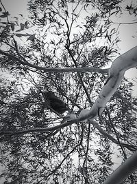 Low angle view of bird perching on branch