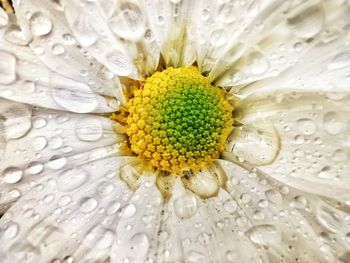 Close-up of raindrops on flower