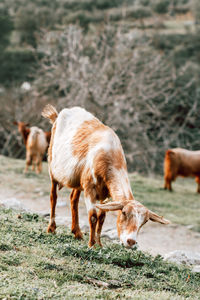 Horses grazing in a field