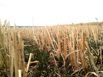 Crop in field