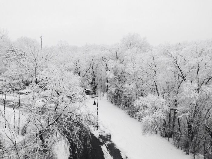 snow, winter, cold temperature, season, weather, tree, tranquil scene, tranquility, covering, scenics, frozen, beauty in nature, nature, bare tree, clear sky, landscape, non-urban scene, covered, forest, mountain