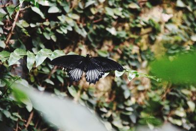 Close-up of butterfly flying