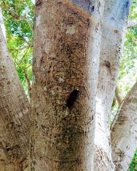 Close-up of insect on tree trunk