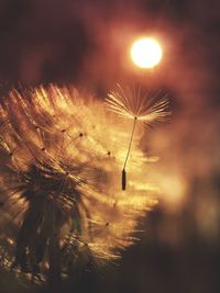 Close-up of dandelion against sky