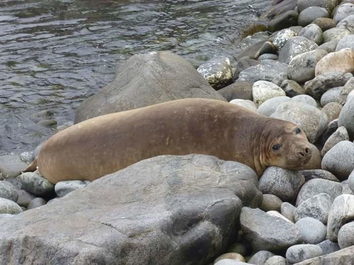 animal themes, water, animals in the wild, wildlife, rock - object, one animal, nature, rock, sea, stone - object, day, outdoors, stone, high angle view, no people, pebble, relaxation, beauty in nature, beach, zoology