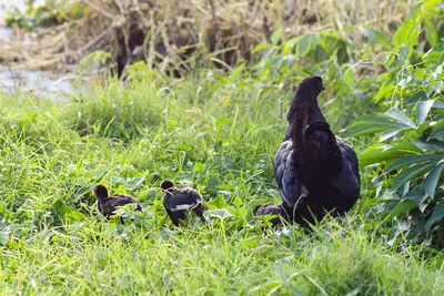 Family together