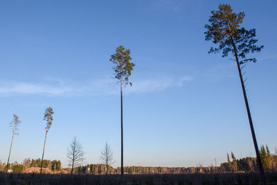 Low angle view of trees on field against sky