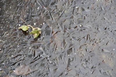 Full frame shot of plants in water