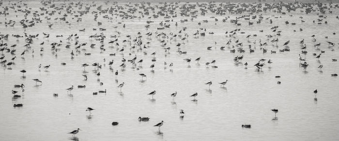 High angle view of birds swimming in sea