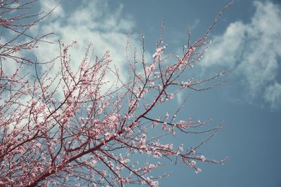 Low angle view of pink flowers against sky