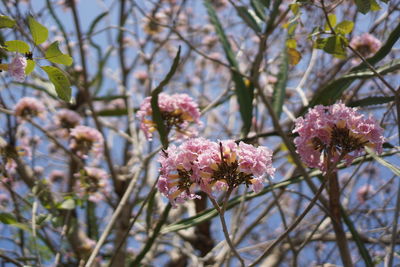 Close-up of pink cherry blossoms in spring