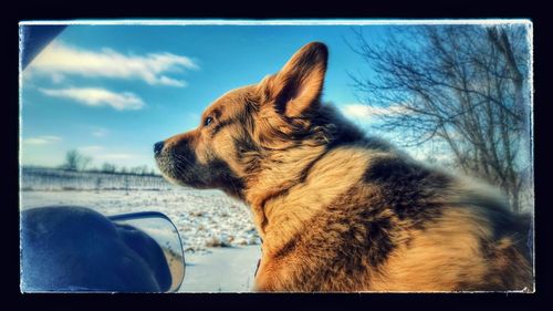 Close-up of dog against sky
