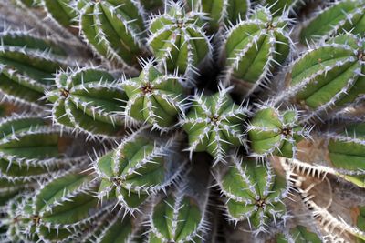 Close-up of succulent plant