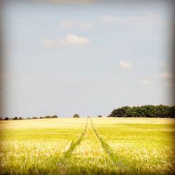 Scenic view of agricultural field against sky