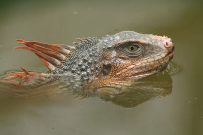 Close-up side view of iguana in water