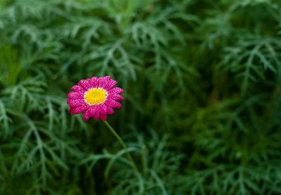 Close-up of pink flower blooming in park