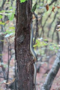 Close-up of lizard on tree trunk