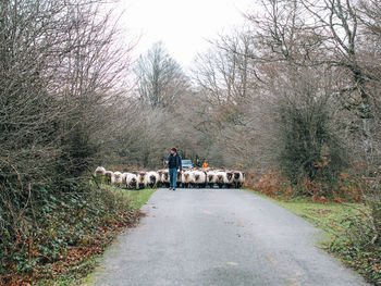 Happy young male shepherd in casual clothes smiling while moving herd of sheep on asphalt road amidst leafless trees on cloudy autumn day in navarre