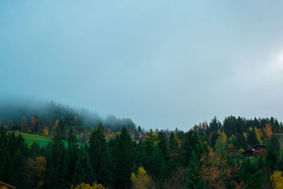 Trees in forest against sky