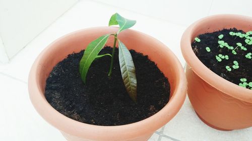 High angle view of potted plant in plate