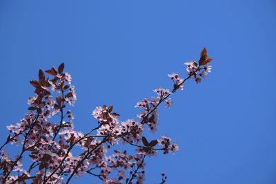 Low angle view of cherry blossom against clear blue sky