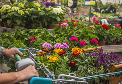 Midsection of person holding flowers in pot