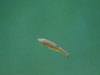 Close-up of fish swimming in sea