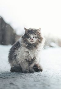 Portrait of a cat in snow