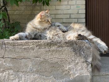 Cat relaxing on wall