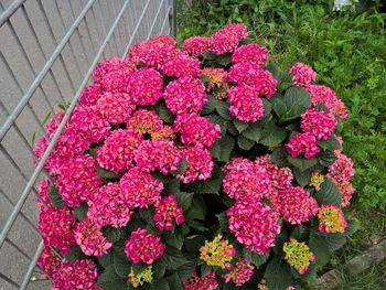 High angle view of pink flowers