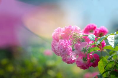 Close-up of pink bougainvillea blooming outdoors