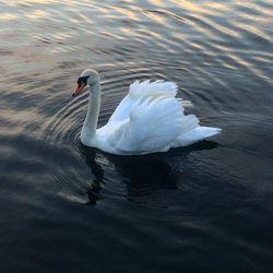 Swan swimming in lake