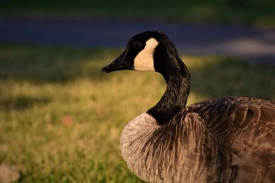 Close-up of bird on field